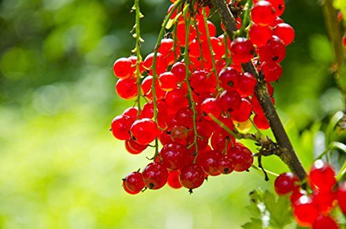 Grosella roja, Ribes rubrum, varios tamaños (60-80 cm, 2 ltr.) [4610]