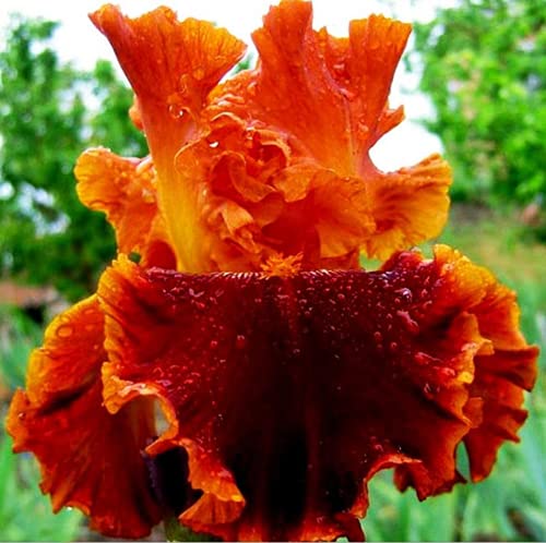 5 bombillas de iris naranja para jardinería plantación de flores perennes naturalmente hermosas y decoración de paisaje fragante que atraen mariposas y abejas