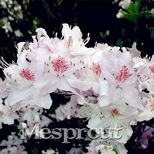 4: 100Pcs / Bag Rare Bonsai Hot Rose & Amp; Pink Azalea Seeds Parece Sakura Japanese Cherry Blooms Sims Azalea Flower Seeds