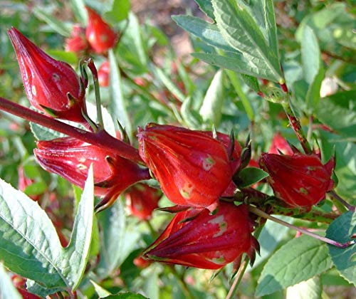 seedsown Hibiscus sabdariffa, Hibisco Rosella, rápido Crecimiento y la floración, 10 Semillas