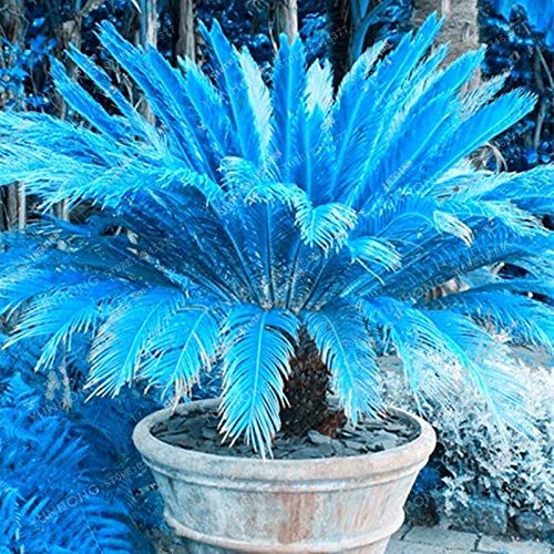 Bloom Green Co. 10 Unids Azul Cycas Bonsai, Balcón Ãrbol de Hierro Flor en Maceta Bonsai Cycas Revoluta Ãrbol para el Jardín del Hogar Paisaje Popular Planta: 10